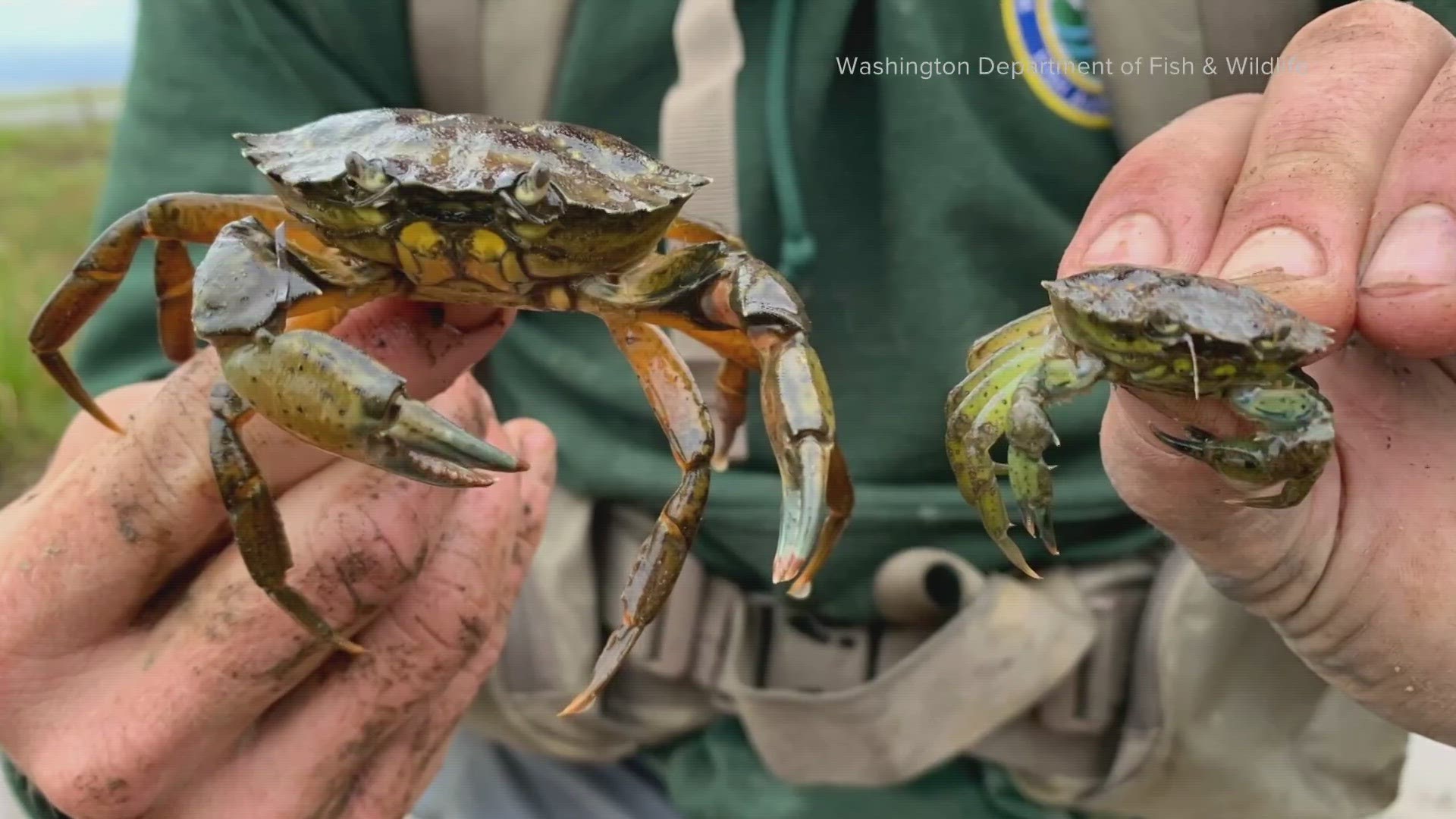 Field workers say European green crabs threaten shellfish populations and can hurt salmon and orca recovery efforts.