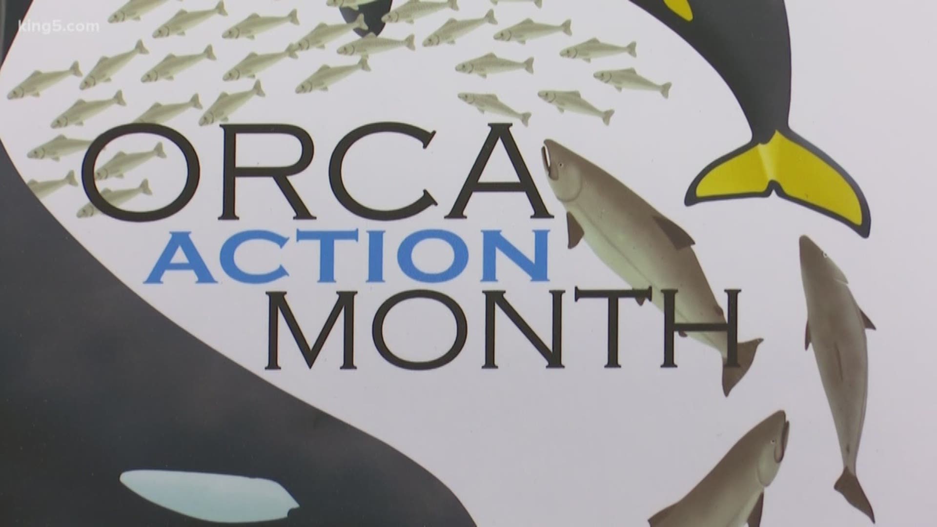 June is Orca Month, and for the past 12 years, it has been about raising awareness. But now, organizers are saying this year it is about action. KING 5's Kalie Greenberg explains.