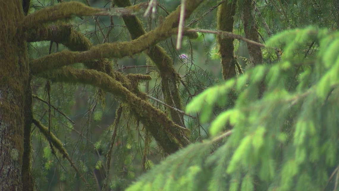 U.S. Rep Kim Schrier's new bill would allow for improved forest management using updated data collection - Vimarsana News