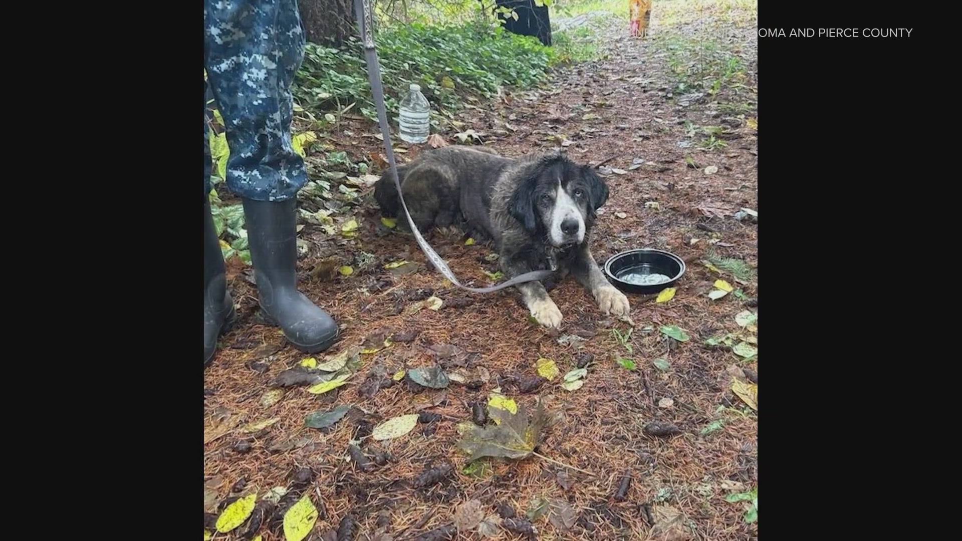 The dogs arrived with feces caked onto their fur and paws and were suffering from ear infections.