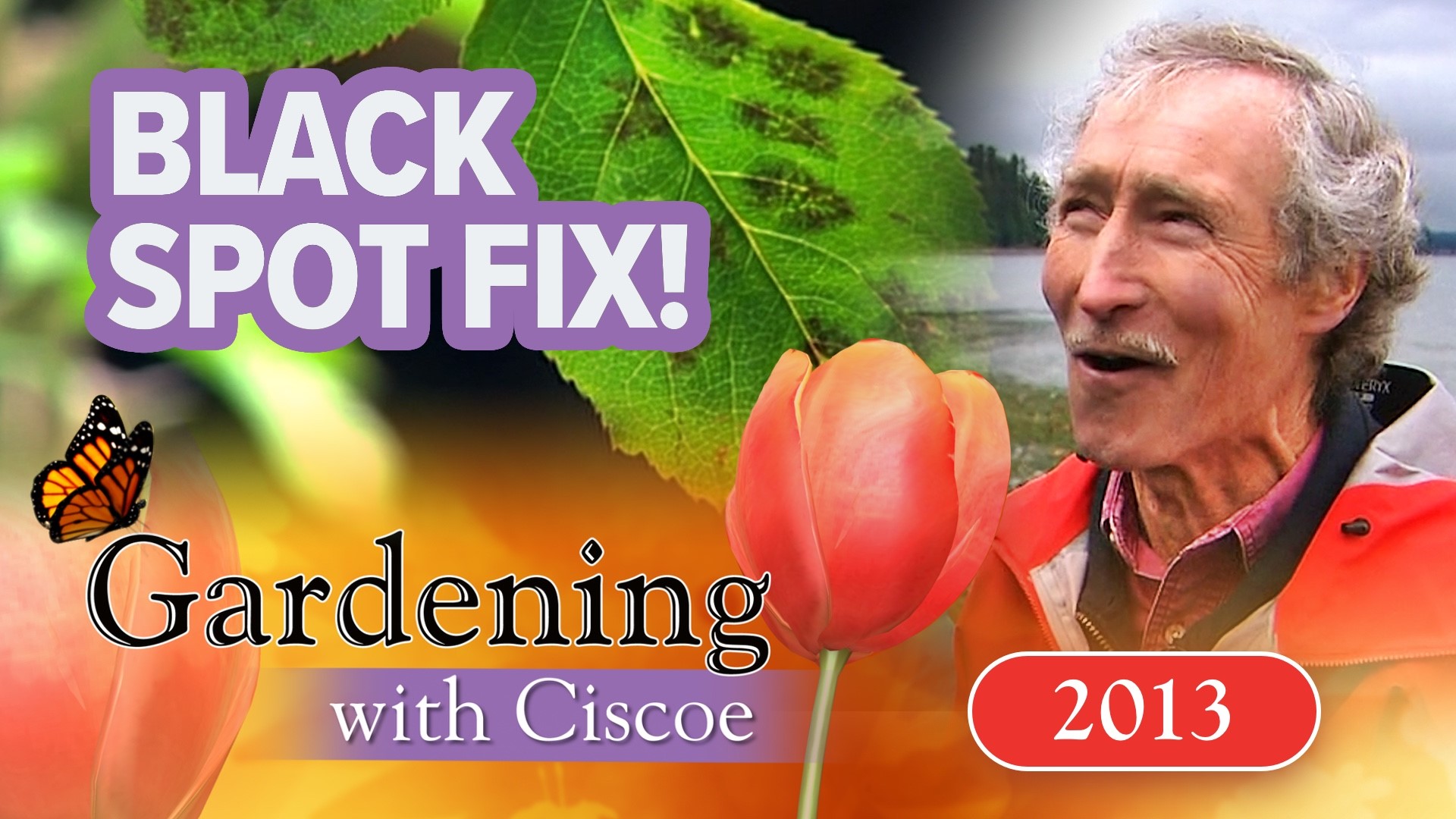 First aired 2013. Ciscoe & Meeghan treat black spot disease on a rose tree. Chef makes cheesecake from scratch. From Port Madison Shellfish Farm on Bainbridge.