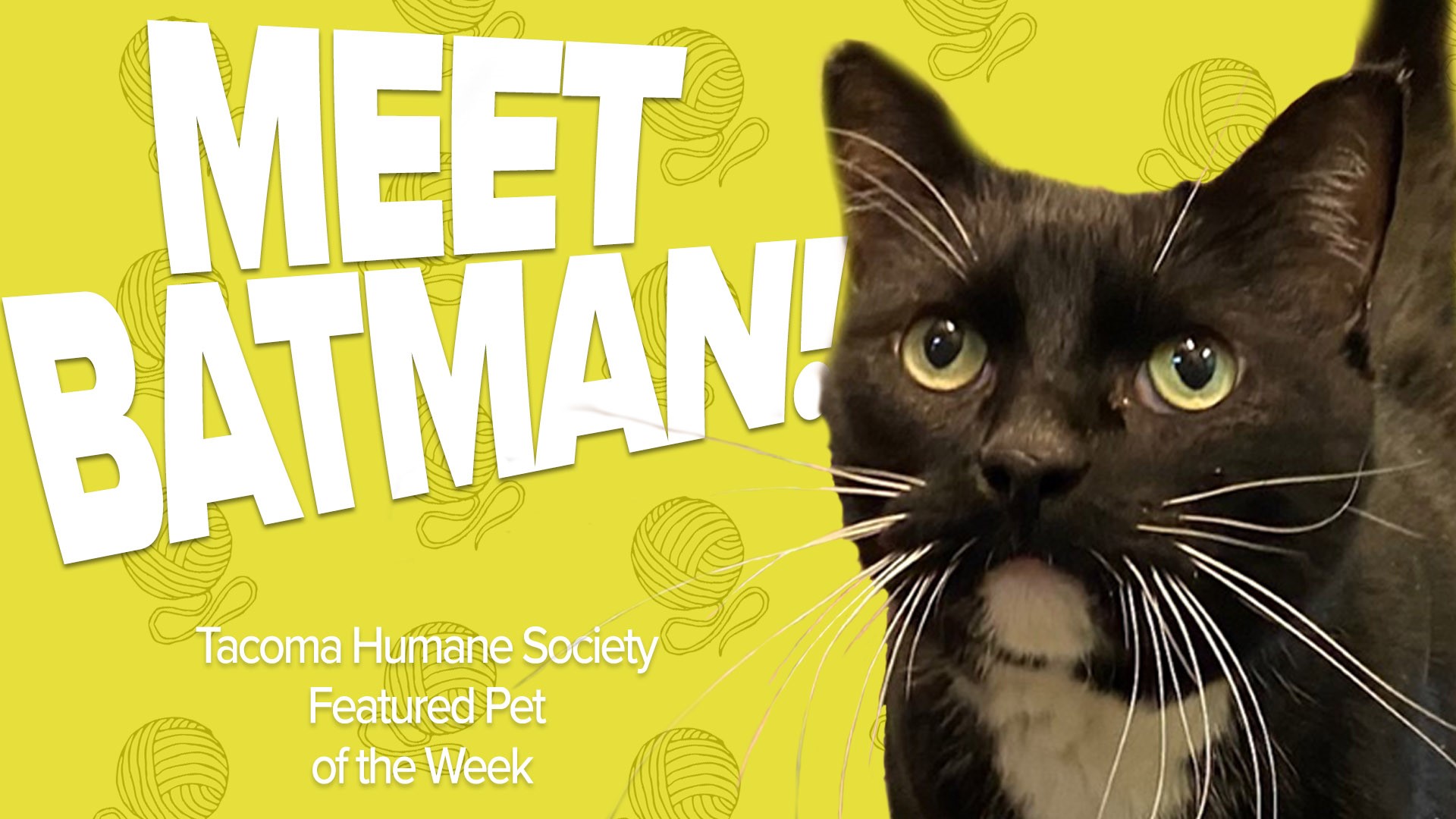 Batman is a loving 8-year-old cat available for adoption at the Tacoma Humane Society and he is our featured KING 5 Pet Rescue of the Week!