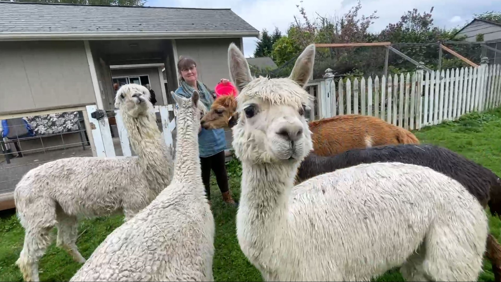 Yarn crawls bring fiber fans together for fun and fellowship