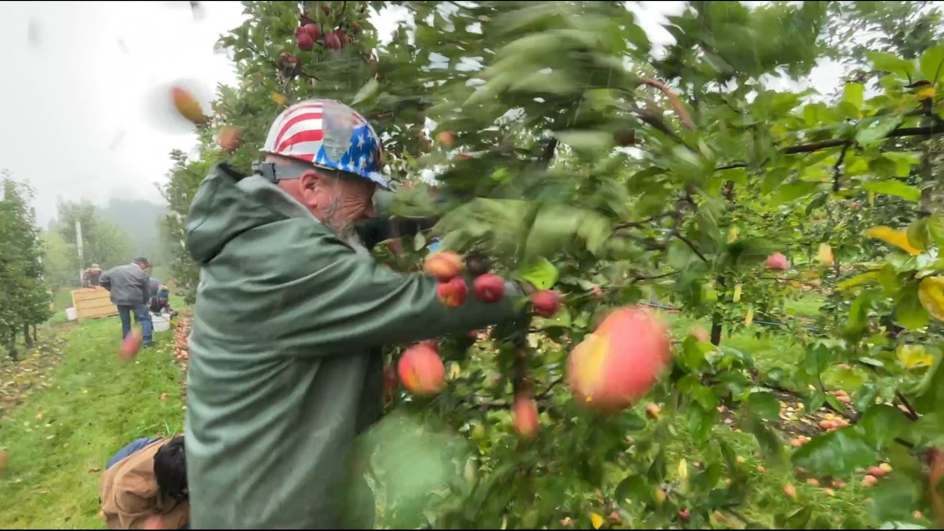 At harvest time, volunteers offer to help their favorite cidery gather apples. #k5evening