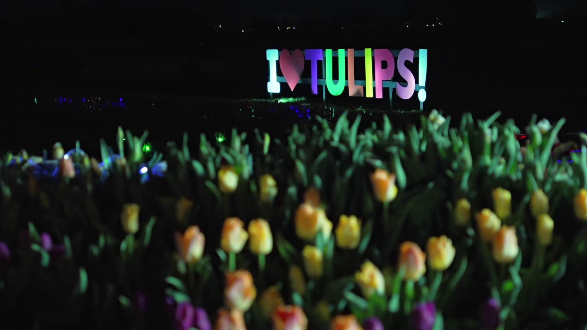 Tulip fields glow in the dark at this innovative farm. #k5evening