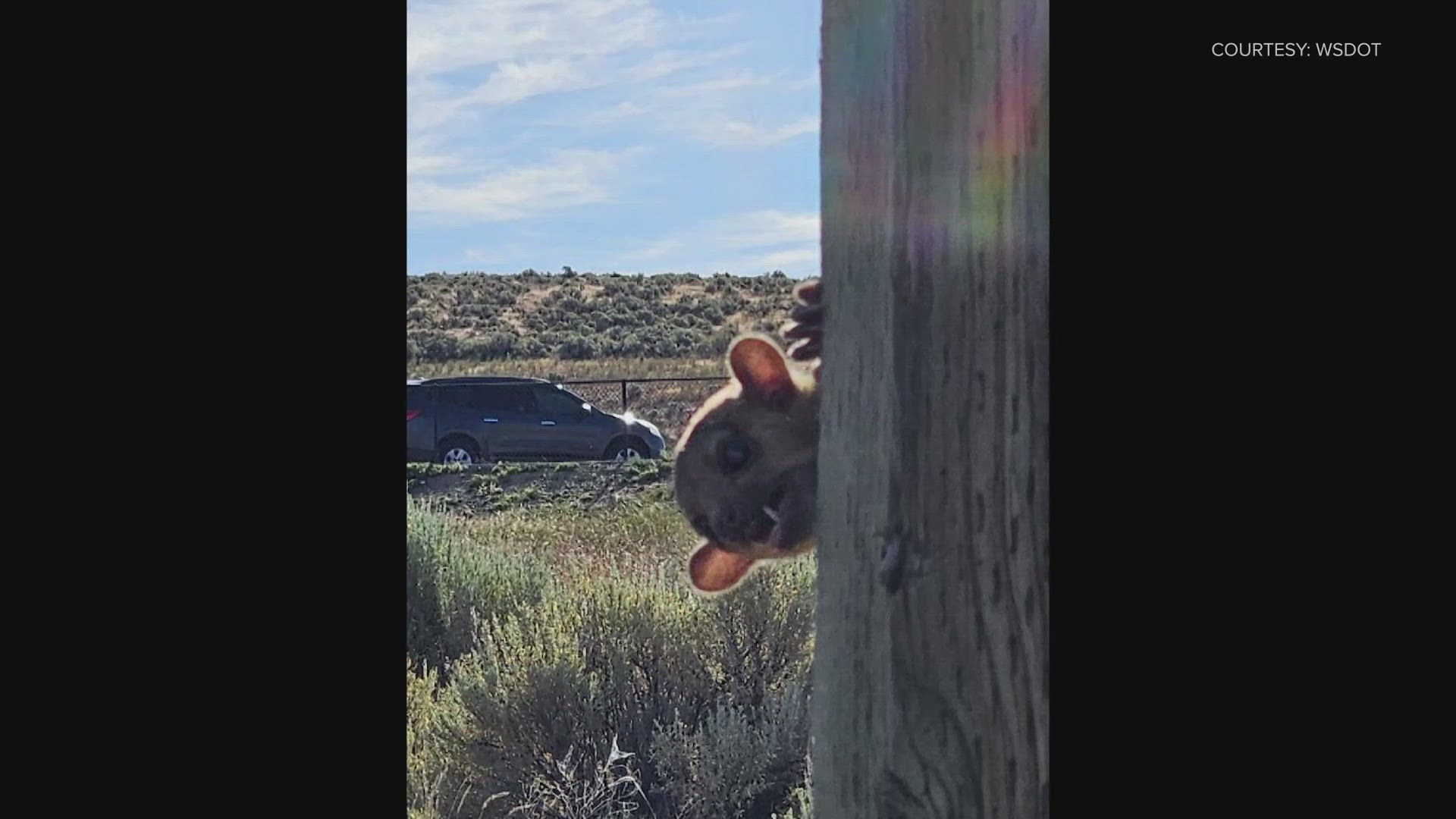 A kinkajou, which lives in rainforests in central and South America, was found at a rest stop near Yakima. State wildlife officials are investigating.