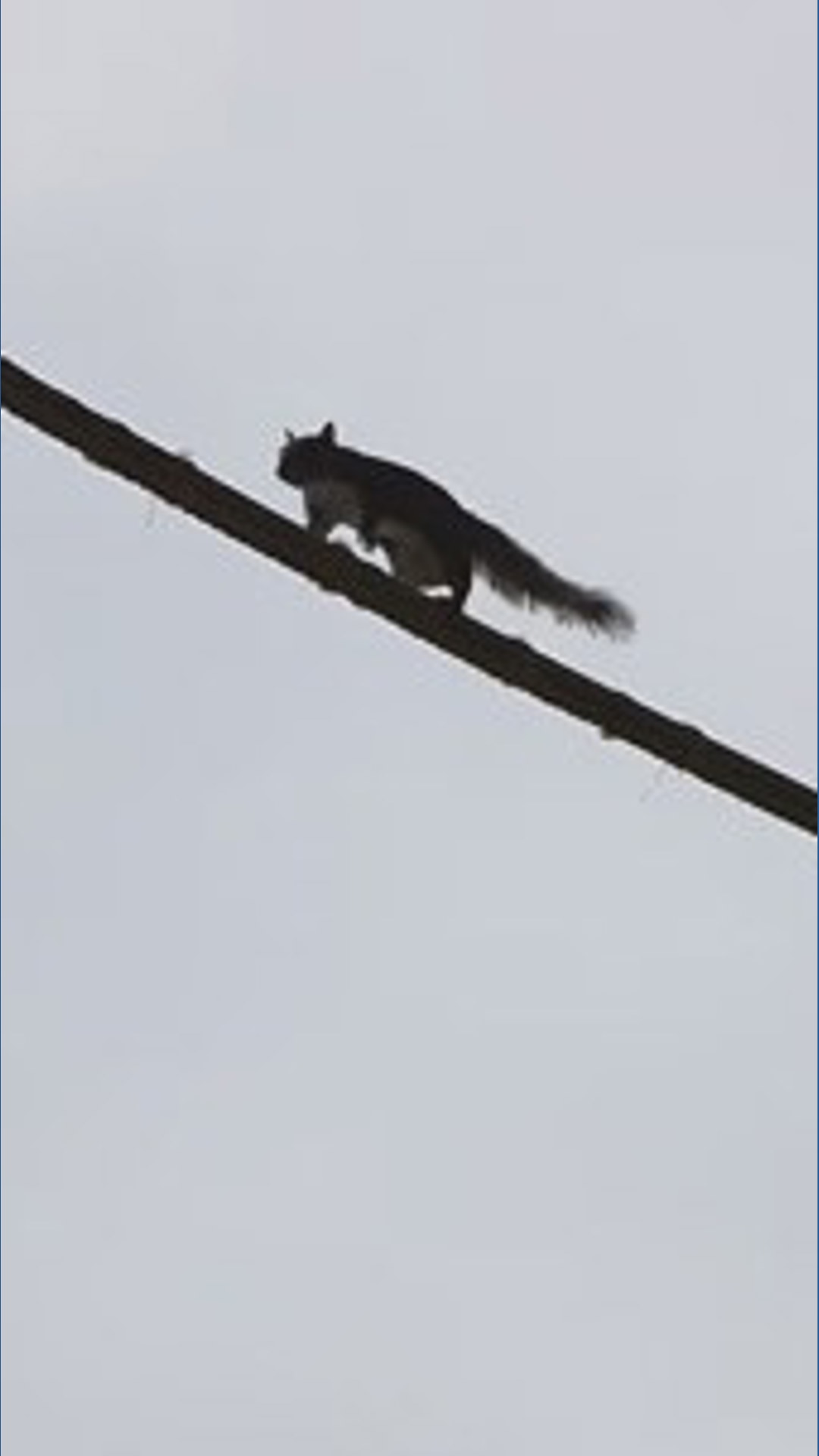 Animal Rizz Face 'Nutty Narrows' has company: Duvall joins Washington state's squirrel ...
