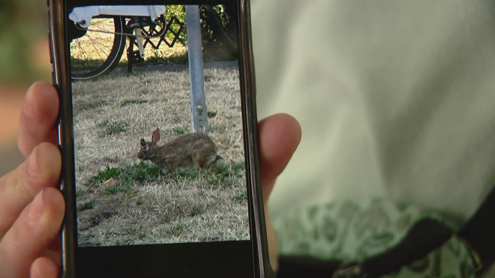 Shope Virus Rabbit Spotted in Seattle | king5.com