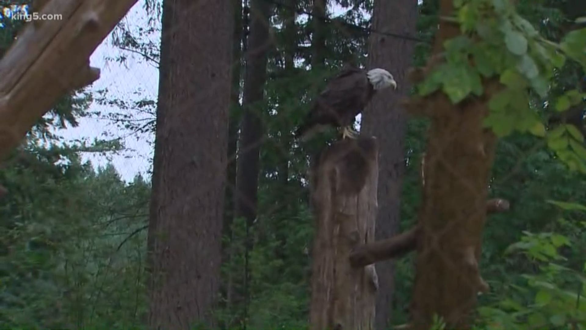 Four bald eagles who were rescued with injuries that prevented them from fully flying have found a new home at Northwest Trek. They are part of the Eatonville wildlife park's new interactive exhibit.