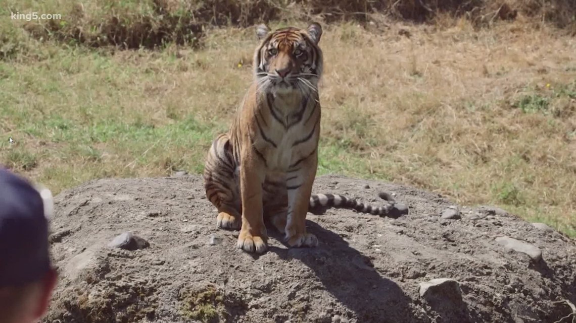 Tiger at NYC zoo tests positive for coronavirus