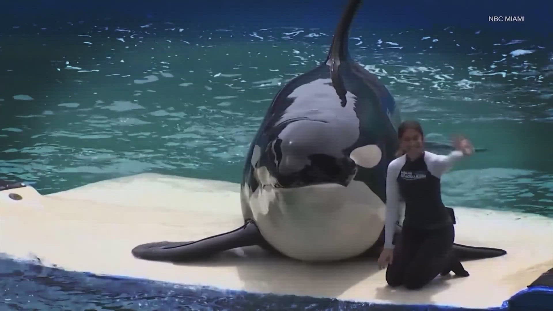 The Miami Seaquarium, an old-Florida-style tourist attraction that was home to Lolita, the beloved Orca that died last year, is being evicted.