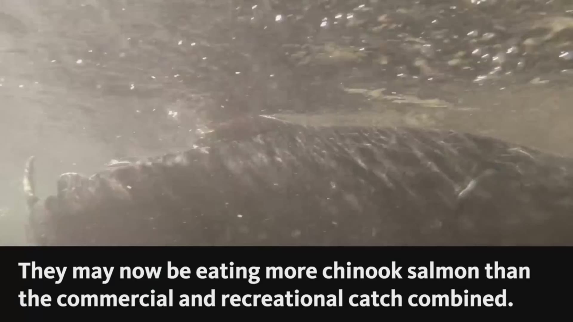 Oregon State and NOAA scientists teamed up to study the connection between marine mammals and chinook salmon and made some startling discoveries. (Credit: Oregon State University)