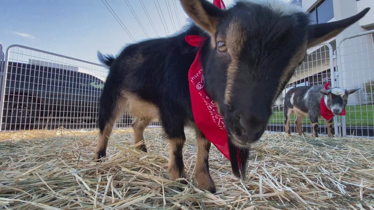 A goat for Christmas? How a Federal Way non-profit is giving life-changing gifts to families across the globe