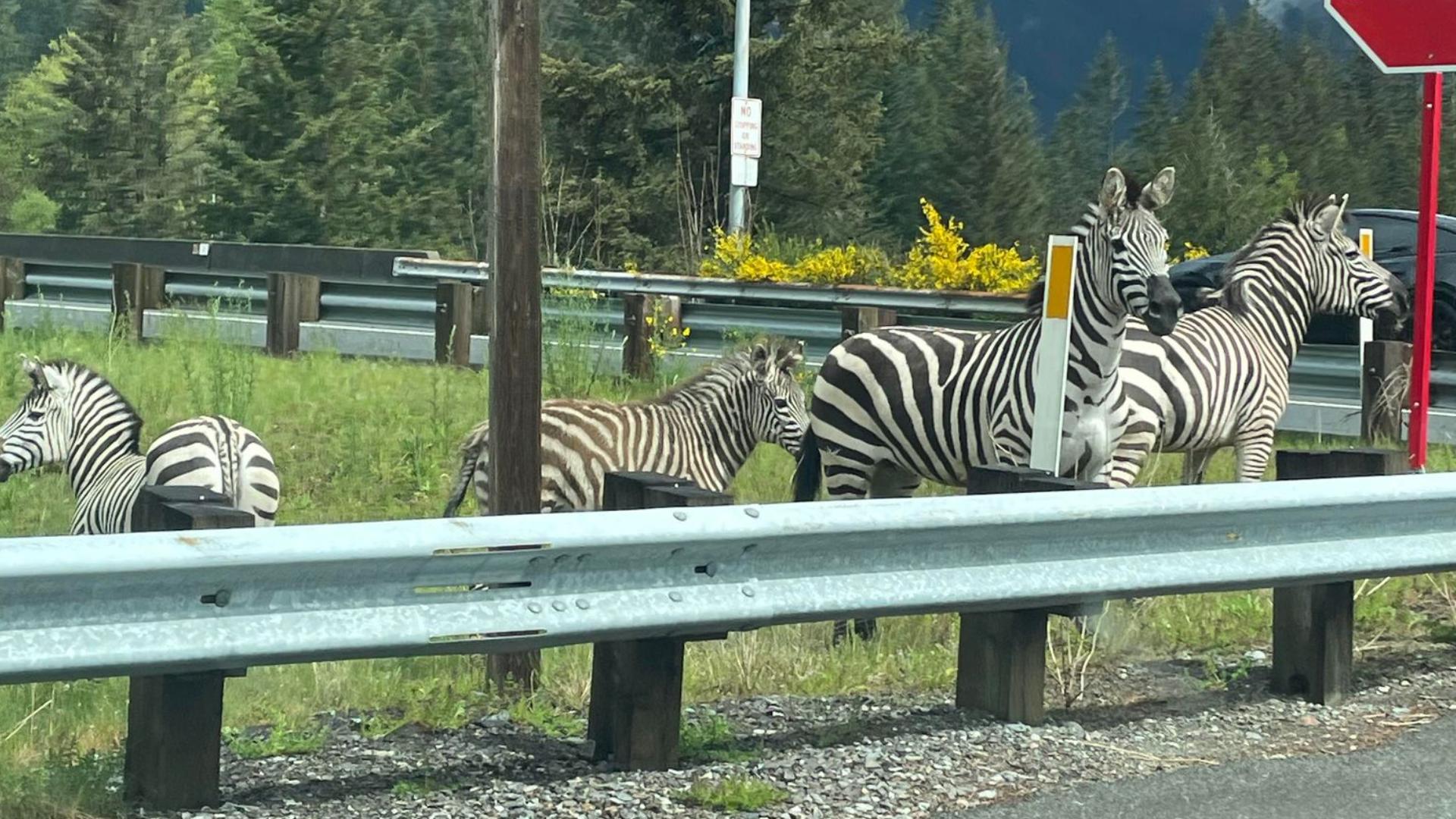 The four zebras escaped a trailer at about 1 p.m.