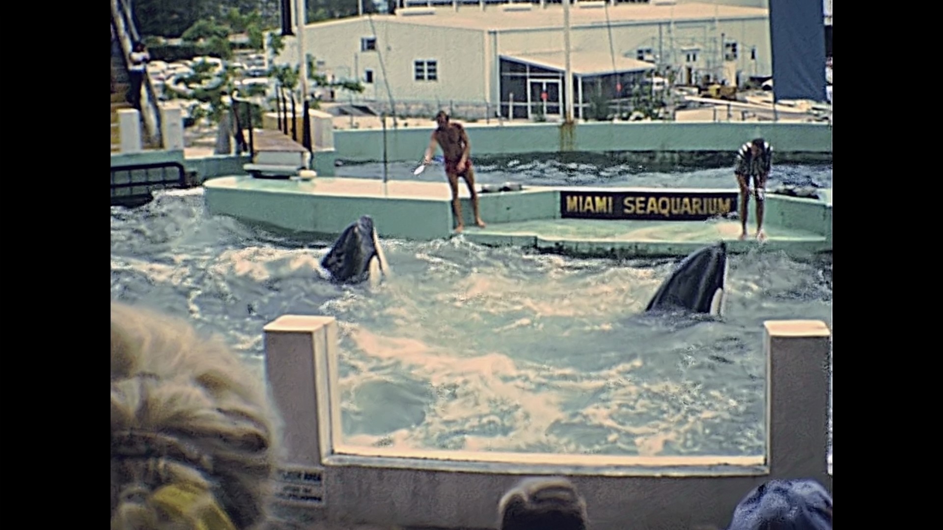 Tokitae and Hugo can be seen on video performing in the "whale bowl" where they lived at the Miami Seaquarium before Hugo's death in 1980.