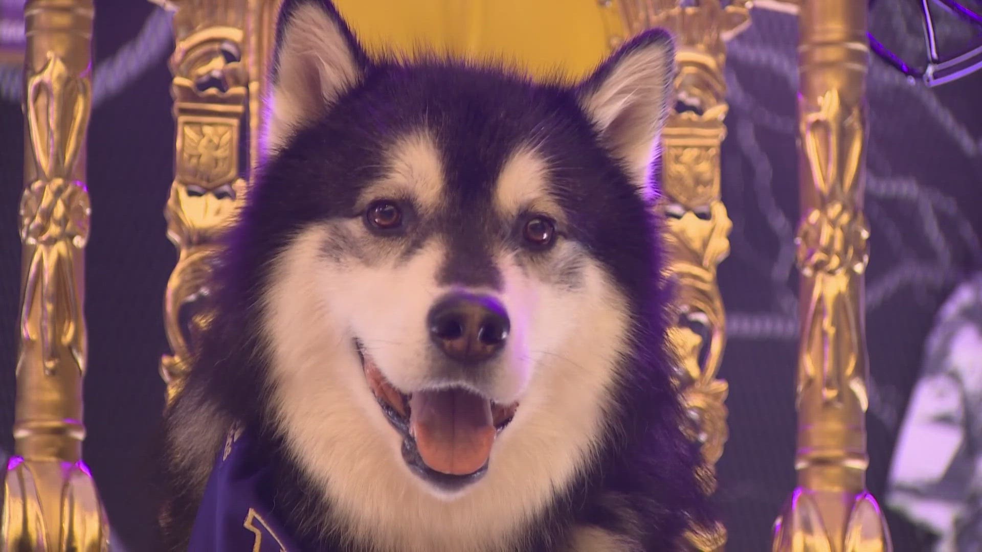 Dubs II is the 14th live mascot representing the University of Washington. The tradition started back in the 1920s. What makes Dubs II so special? KING 5 finds out.