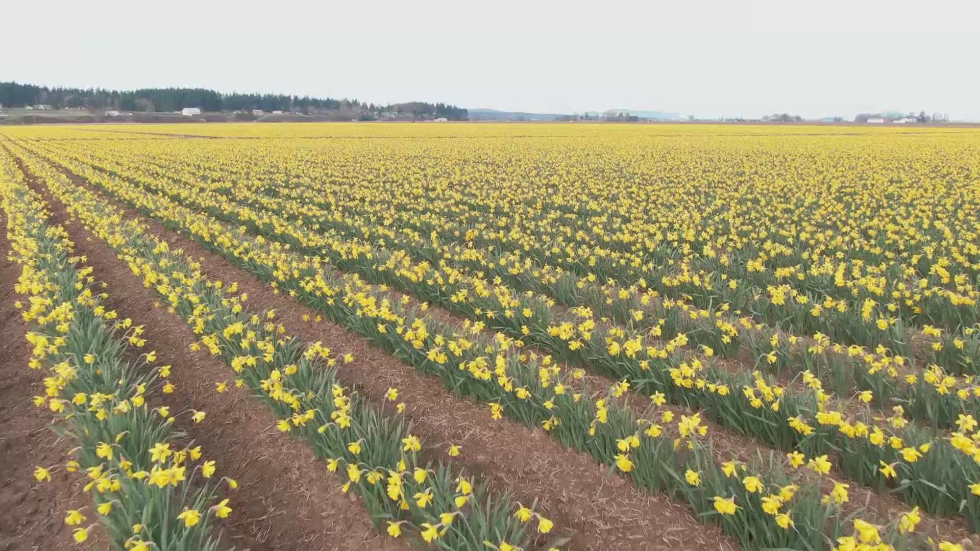 Take in a birds-eye view of the daffodils in full bloom in Skagit Valley on March 17, 2021.