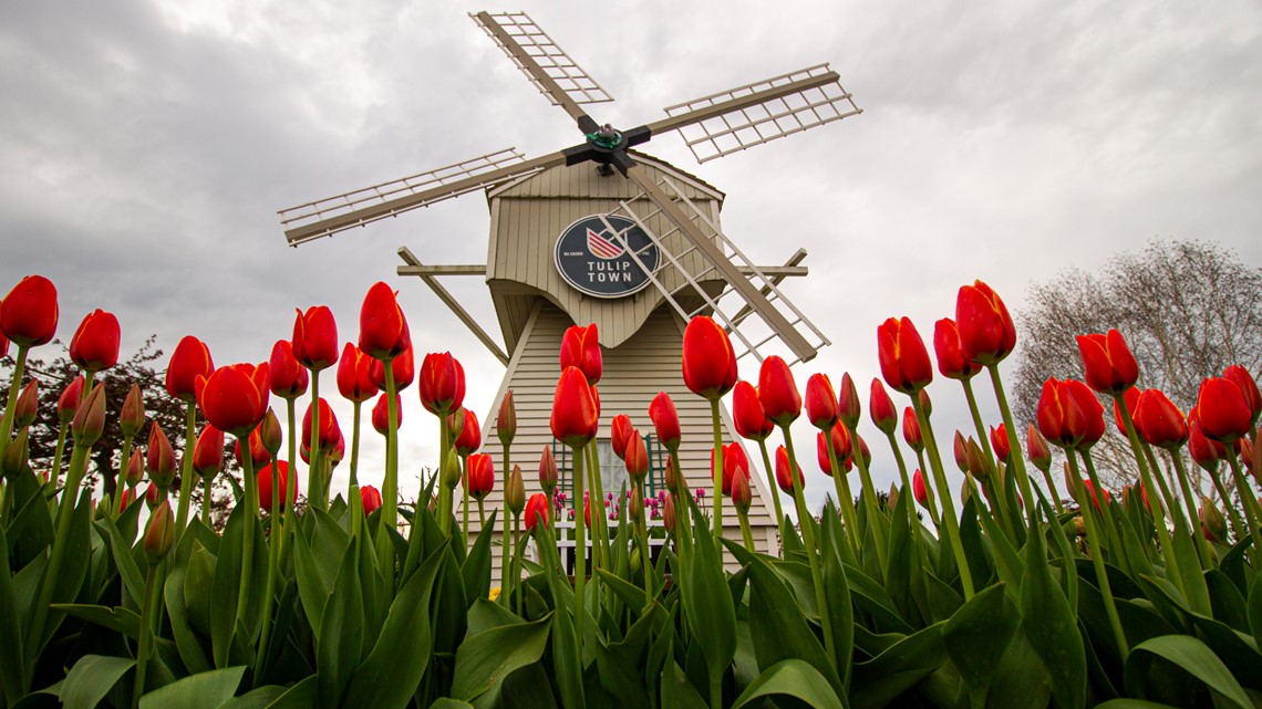 are dogs allowed at skagit tulip festival