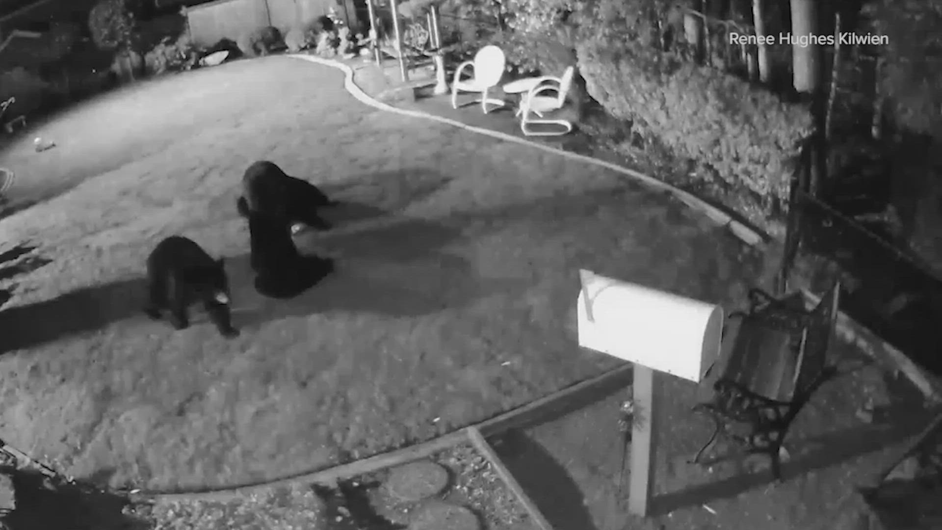 One KING 5 viewer had some surprise visitors Wednesday night when a family of black bears spent some time in her yard in Bothell