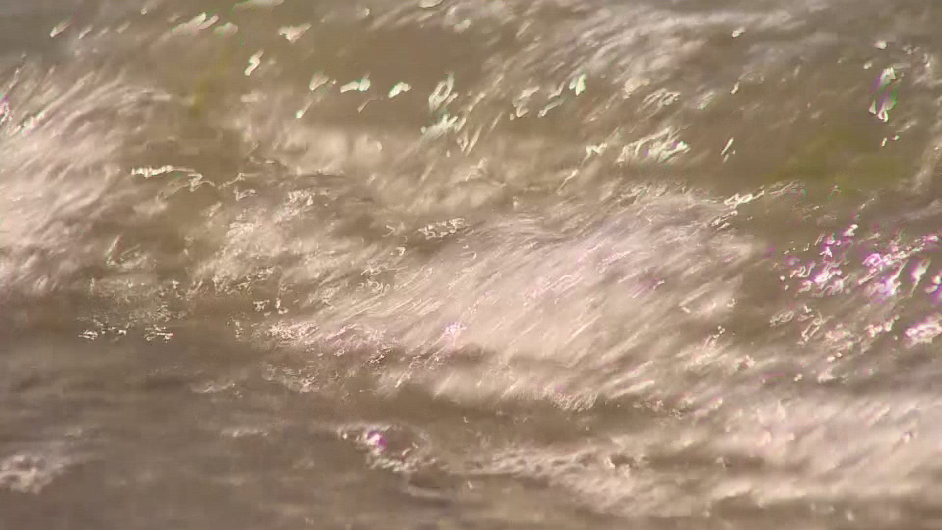 A gray whale washes up in Everett - the 13th in Washington this year.