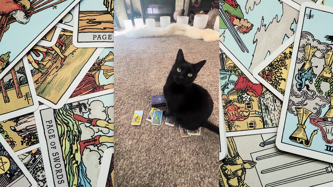 Tacoma's Tarot Cat receives social media fame for readings | king5.com