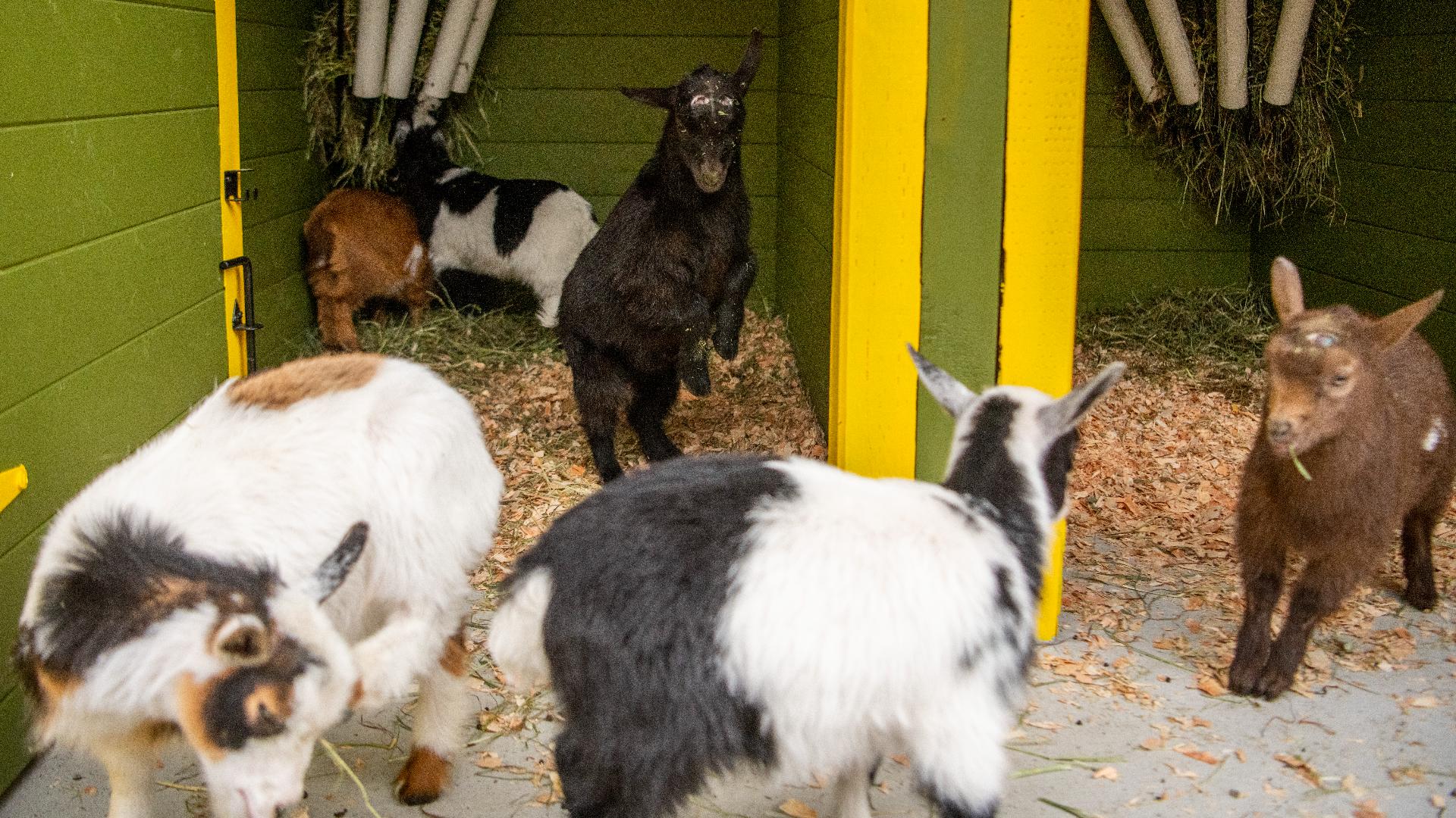 The goat kids are named Kettle, Biscuit, Hopper, Crumpet, Daisy Mae, Rhubarb, and Thistle.