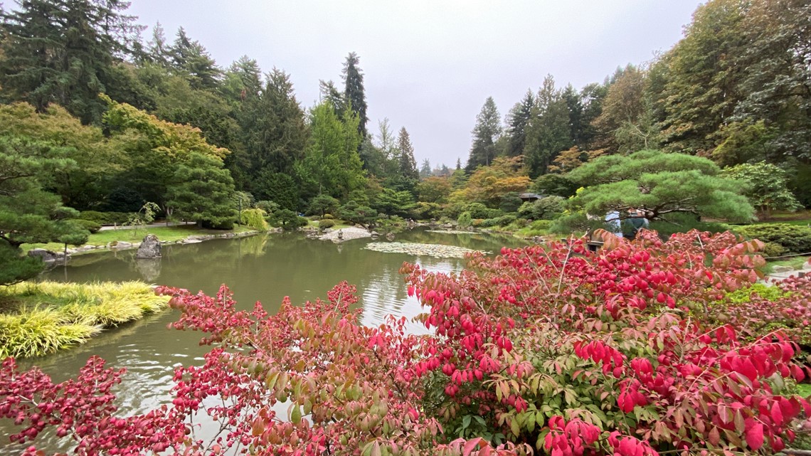 Colorful leaves and moments of zen at the Seattle Japanese