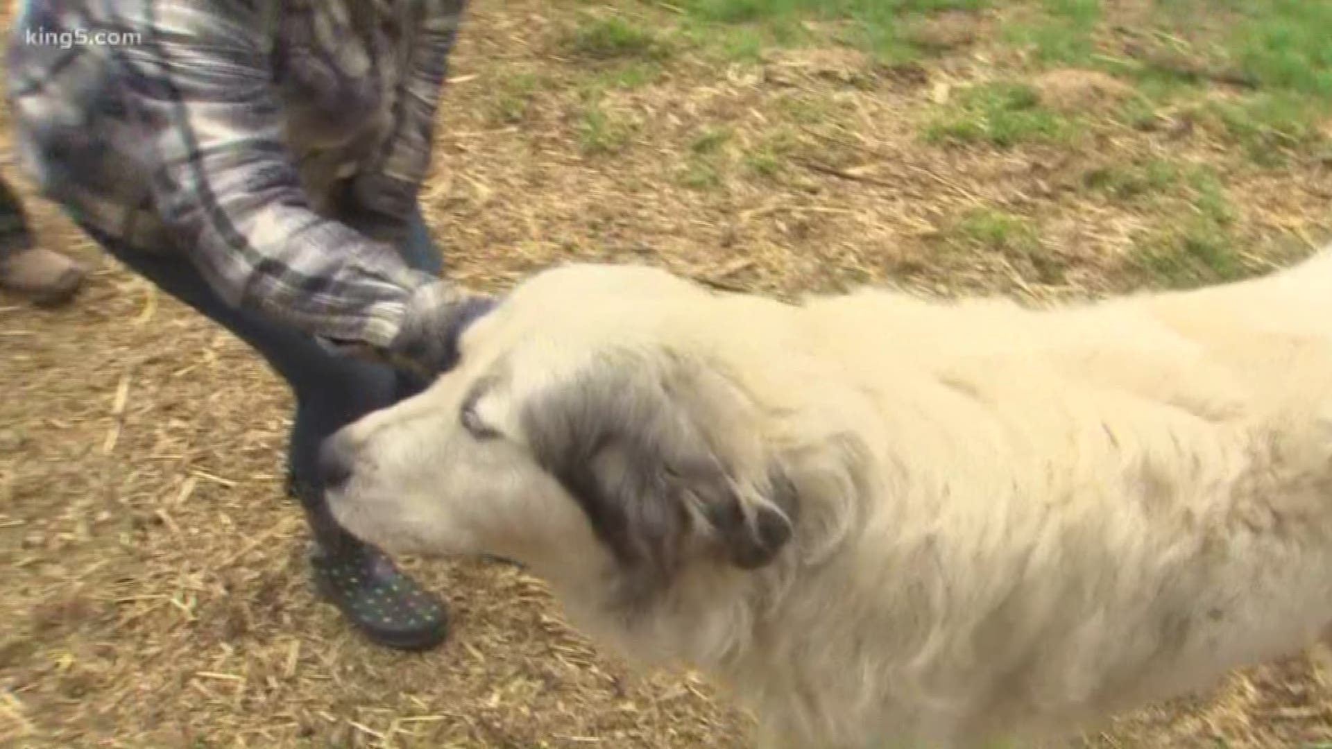 Paradise Farm in Woodinville has made it a mission to teach us that coexisting with bears and other wild predators is possible.