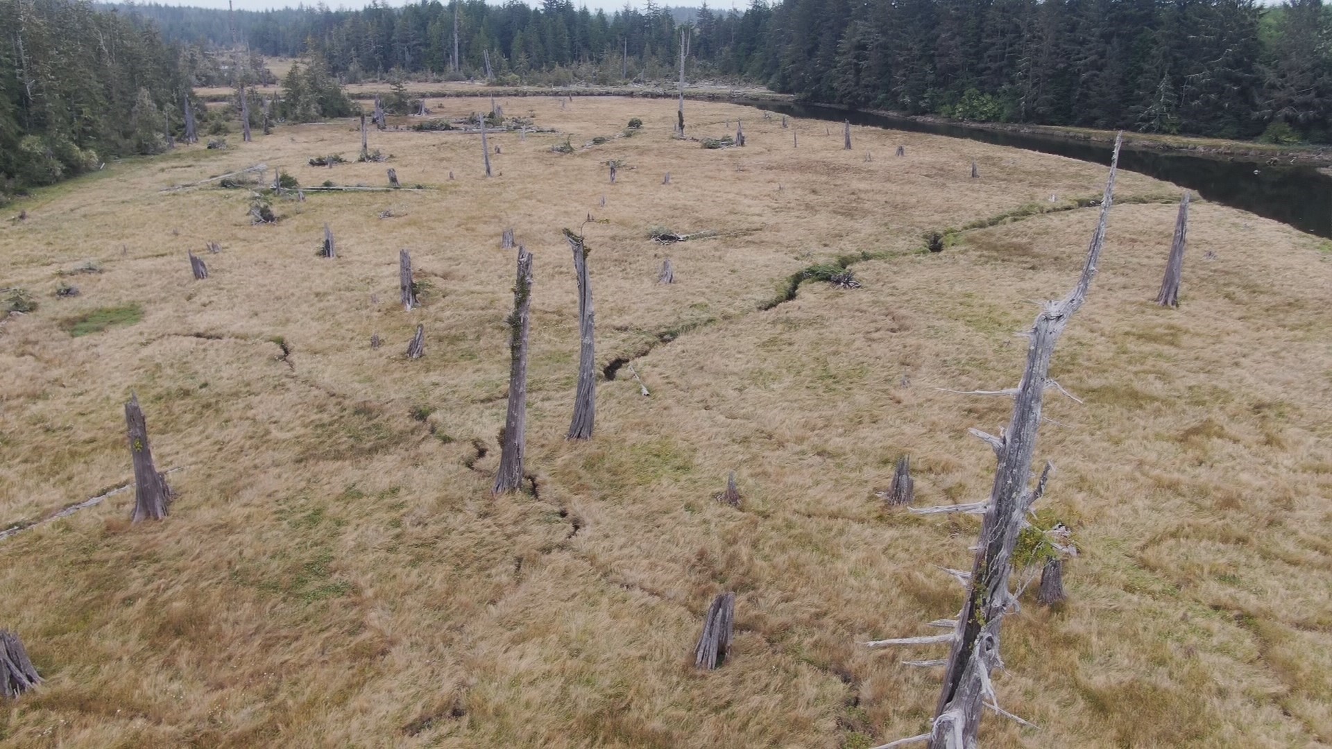 Ghost forest reveals clues to the Cascadia Subduction Zone’s last ...