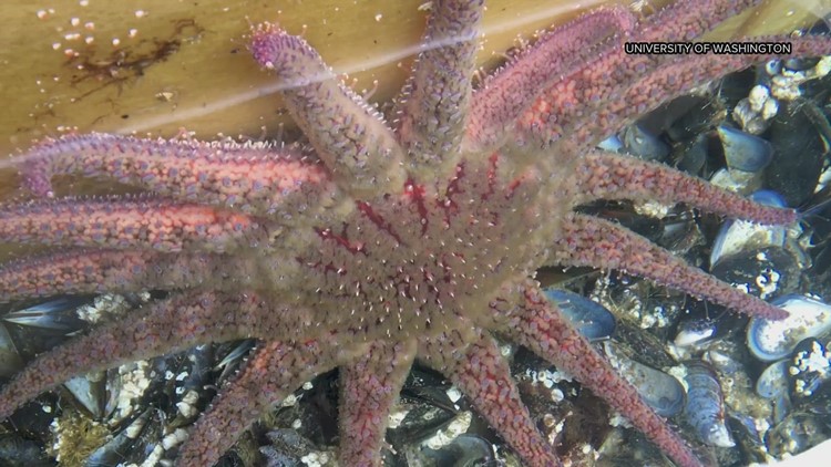 Sunflower sea stars have declined by 90%, NOAA estimates