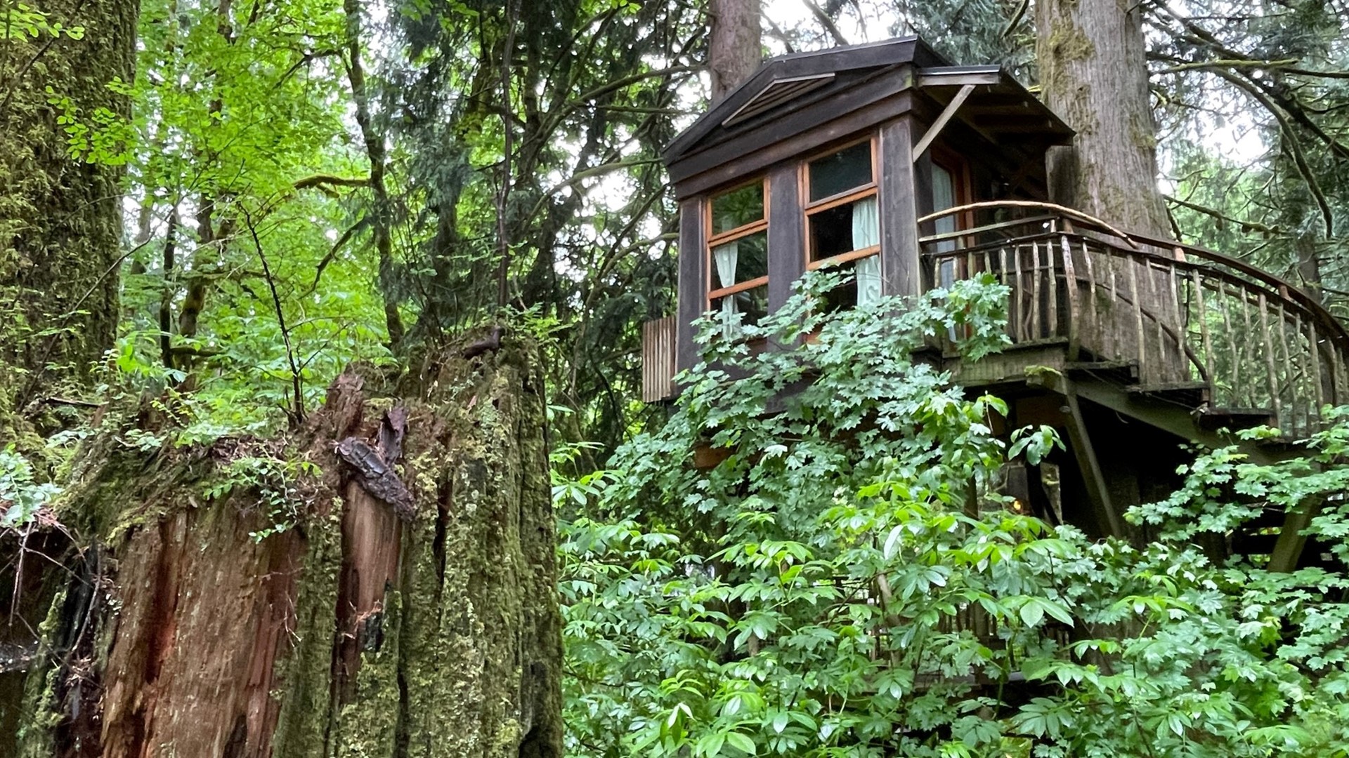 Since 2006, guests have enjoyed staying in the trees at TreeHouse Point. It's the winner of Best Quirky Hotel in 2023's Best Northwest Escapes. #k5evening