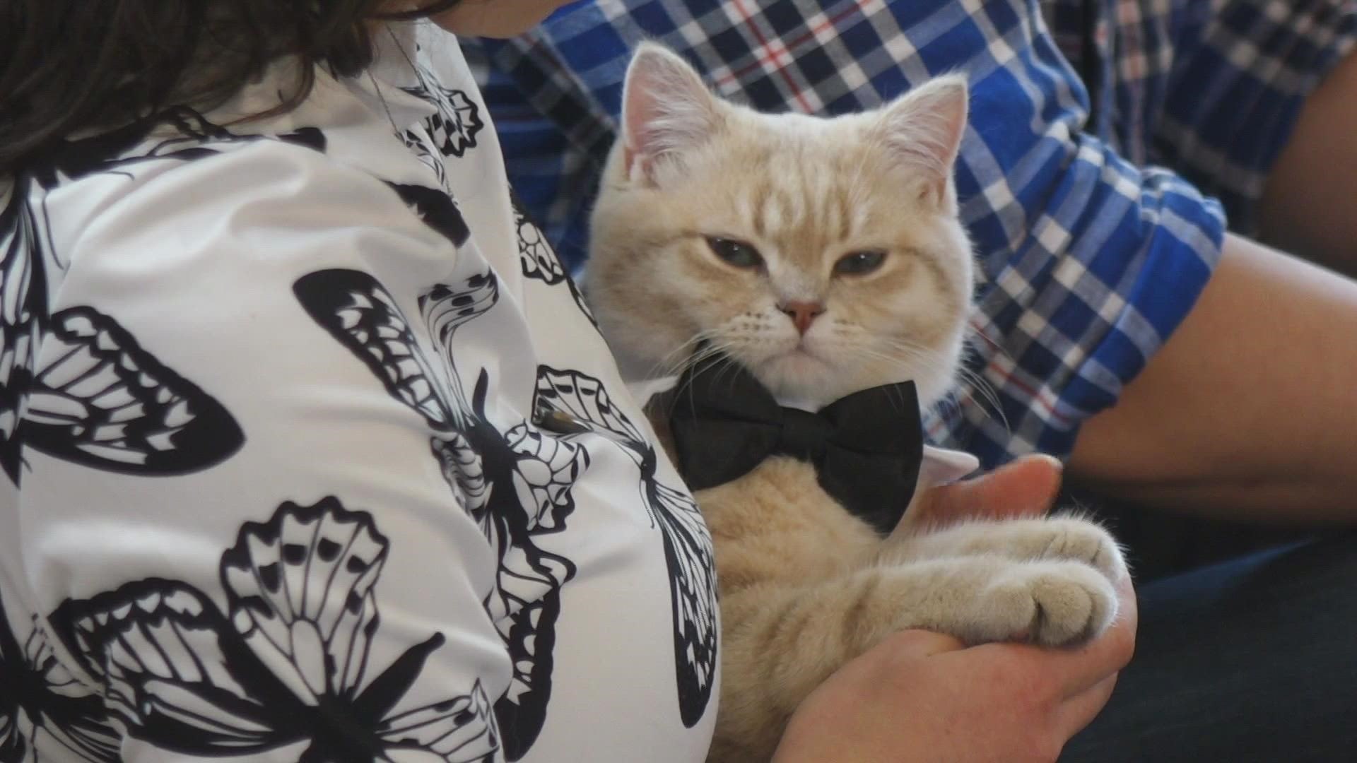 A British Shorthair from Bellevue wants your vote for America's Favorite Pet. Votes for the cat also benefit the Lynnwood-based animal non-profit PAWS.