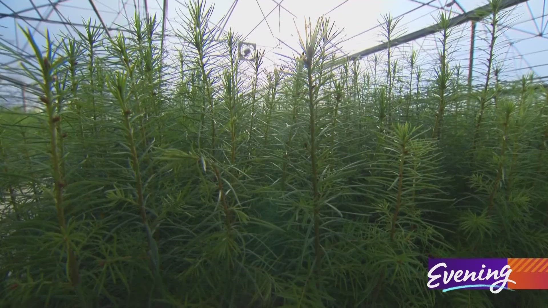 This Weyerhaeuser tree nursery also grows future forests from seed. #k5evening