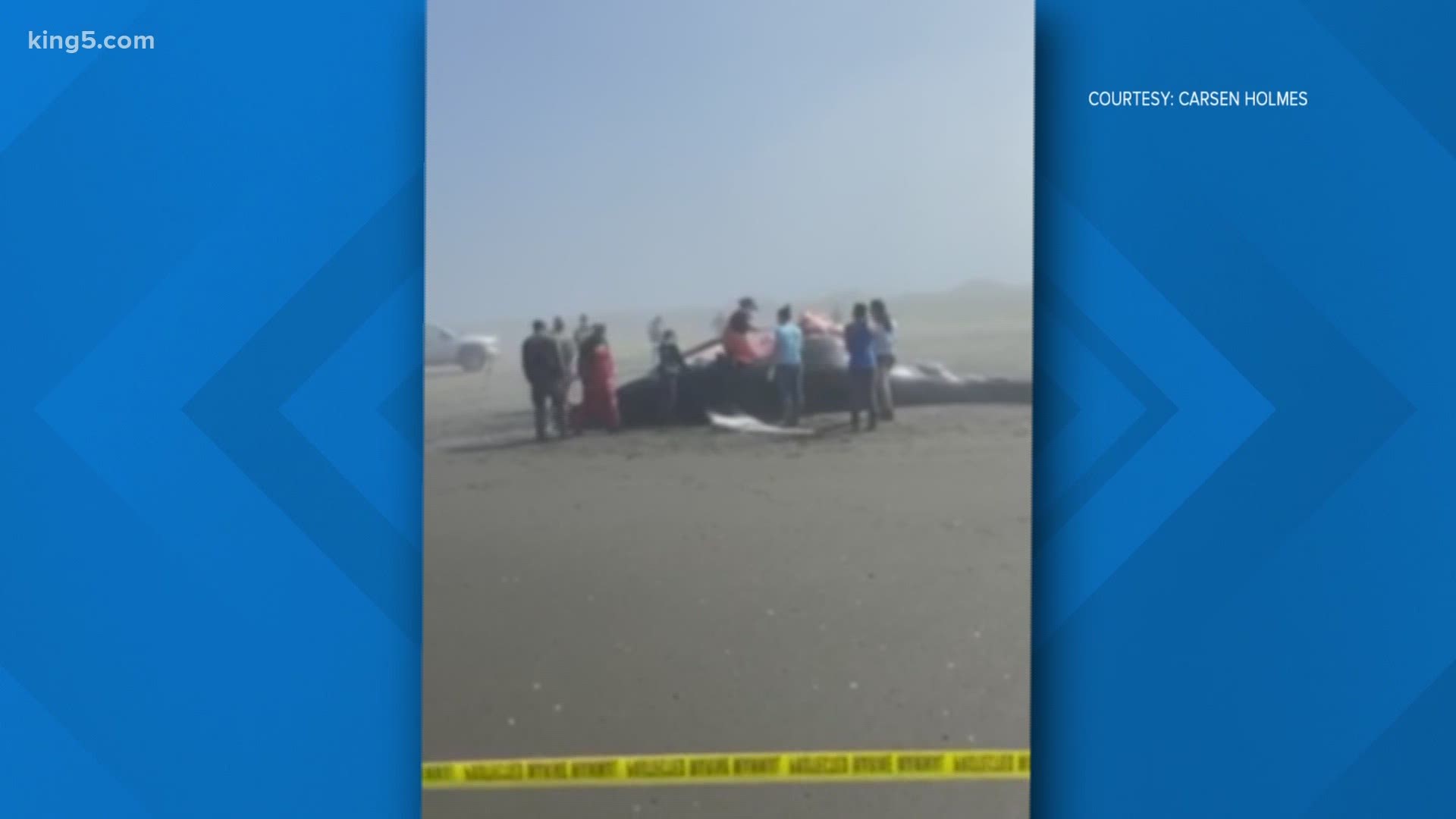 Officials believe a 30-foot humpback whale that washed ashore in Ocean Shores died from blunt force trauma.