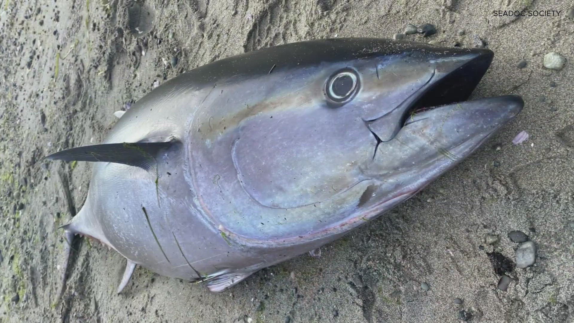 Pacific bluefin tuna found washed up on Orcas Island