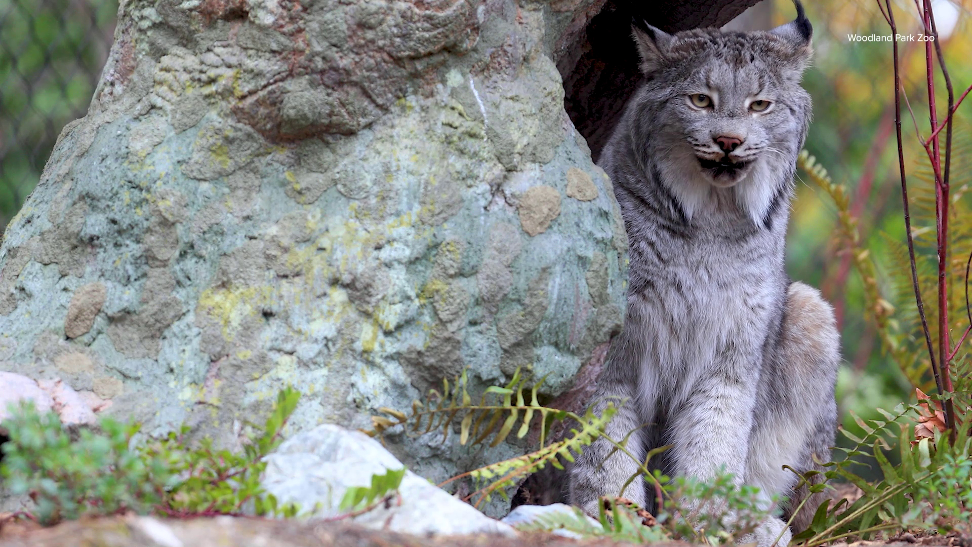 See Marty the lynx at the zoo's "Living Northwest Trail." Sponsored by Woodland Park Zoo.