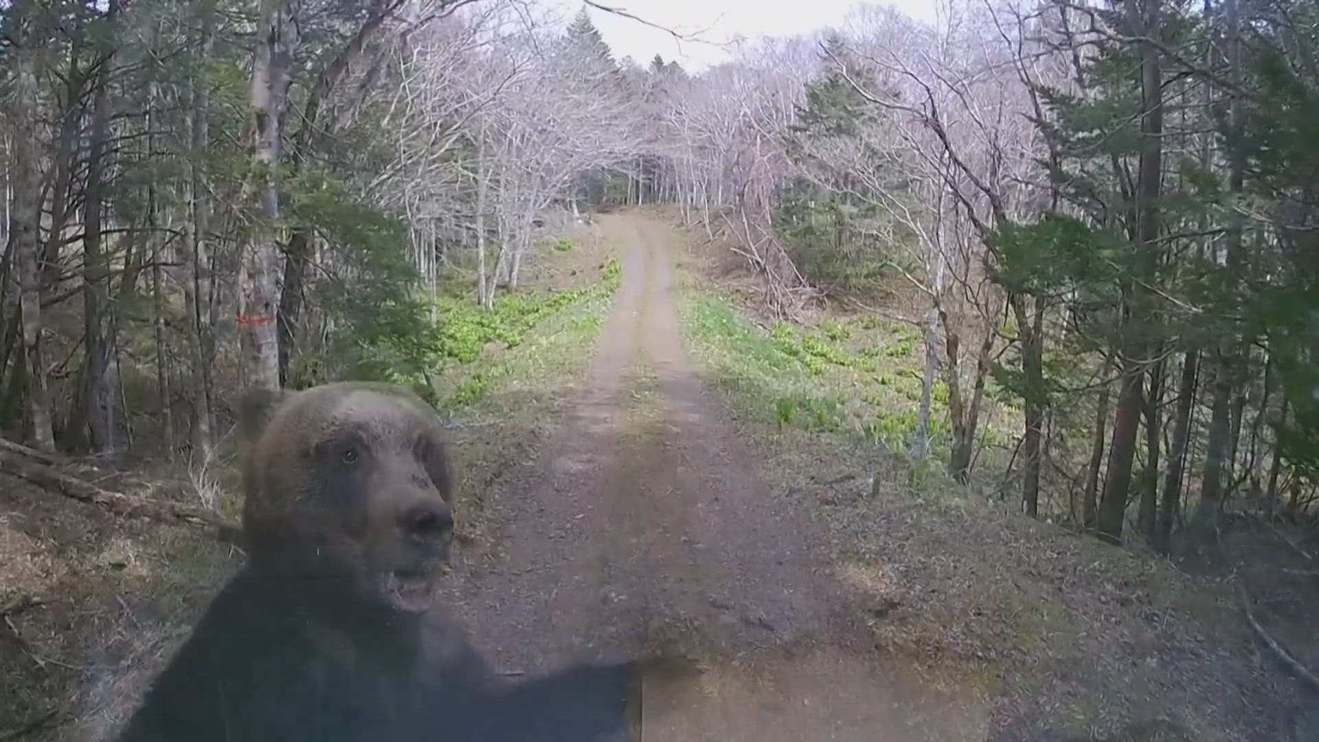 A driver got the scare of their life after a bear attacked their small truck on a rural forest road in Nemuro, Japan
