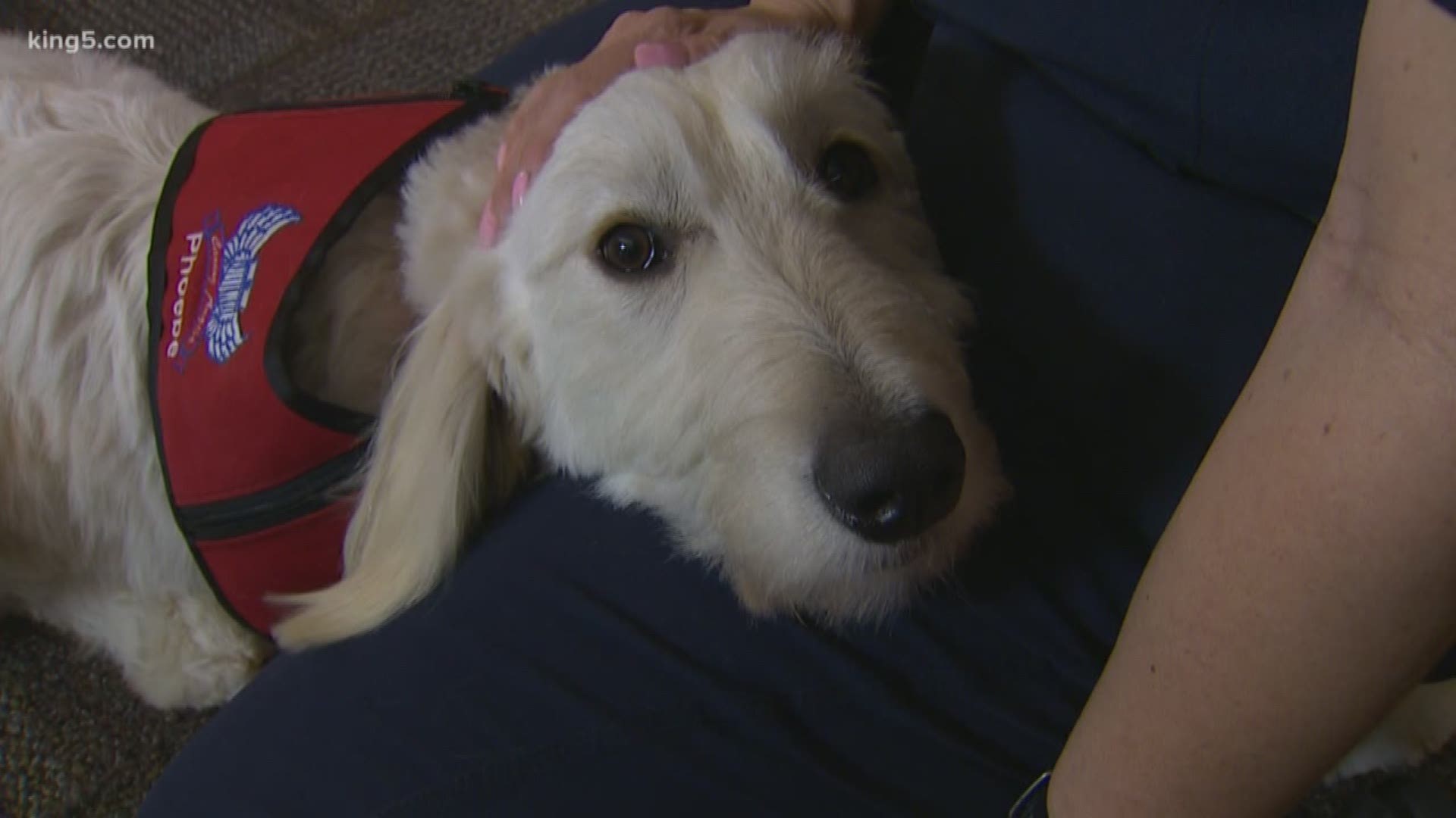 Phoebe is a one-year-old Goldendoodle who helps firefighters and emergency crews through the stresses of their jobs.