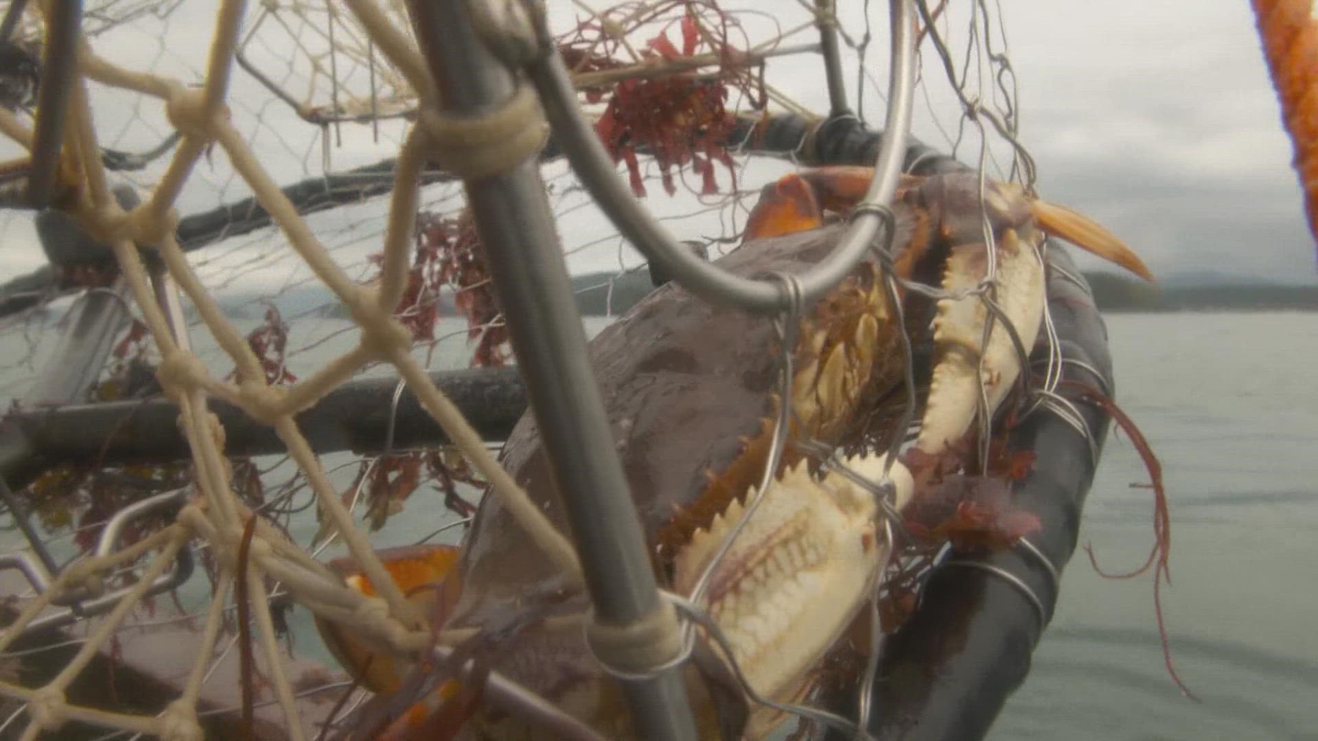 State officials are studying whether crabs could be impacted by ocean acidification, a process some scientists say Puget Sound is particularly susceptible to.