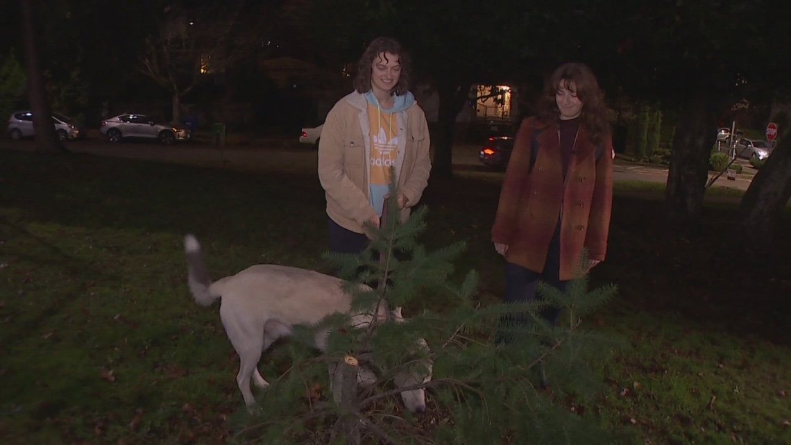 Recently planted Douglas Fir sawed off, stolen from Seattle park weeks before Christmas