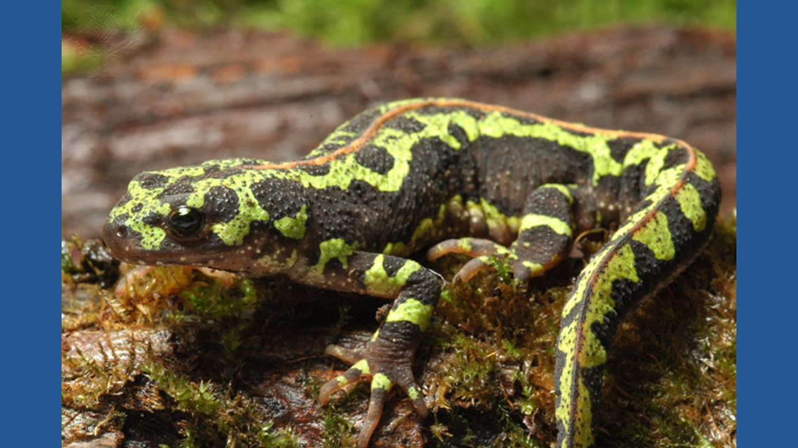 The invasive amphibians were carrying a deadly disease, wildlife officials said.