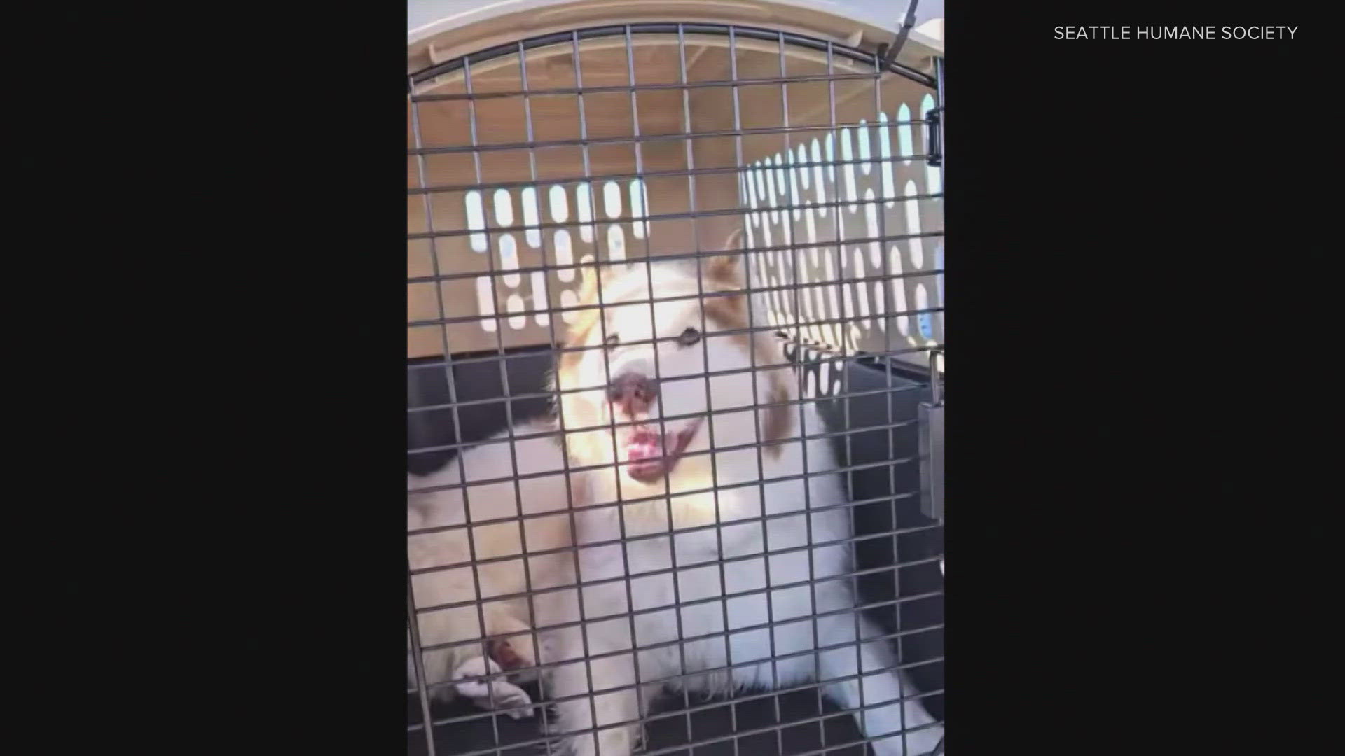Seattle Humane receives more pets from Los Angeles area shelters ...