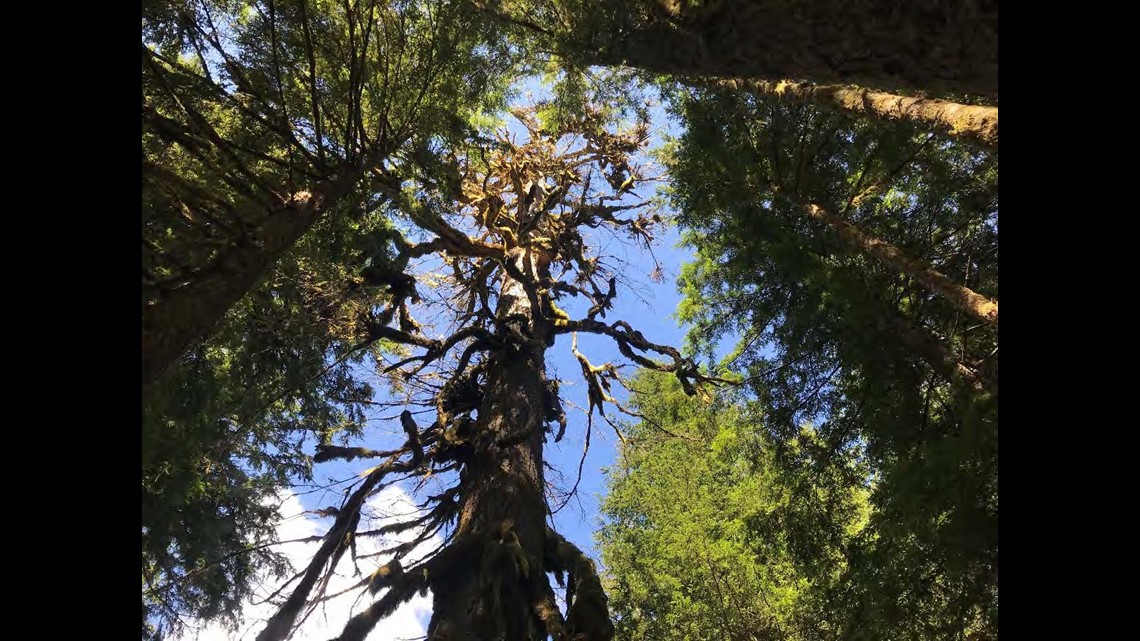 40 acres of forest in central Cascades donated to Washington - Vimarsana News