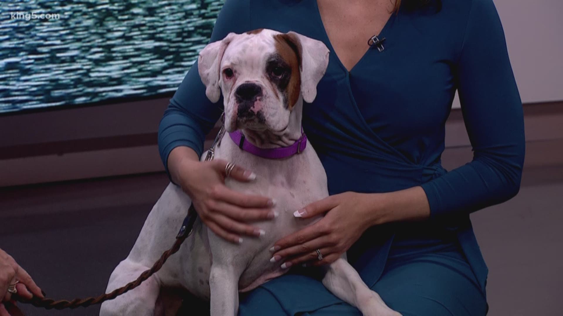 Meet Tifa, a dog in need of a loving home, from the Northwest Canine Coalition.