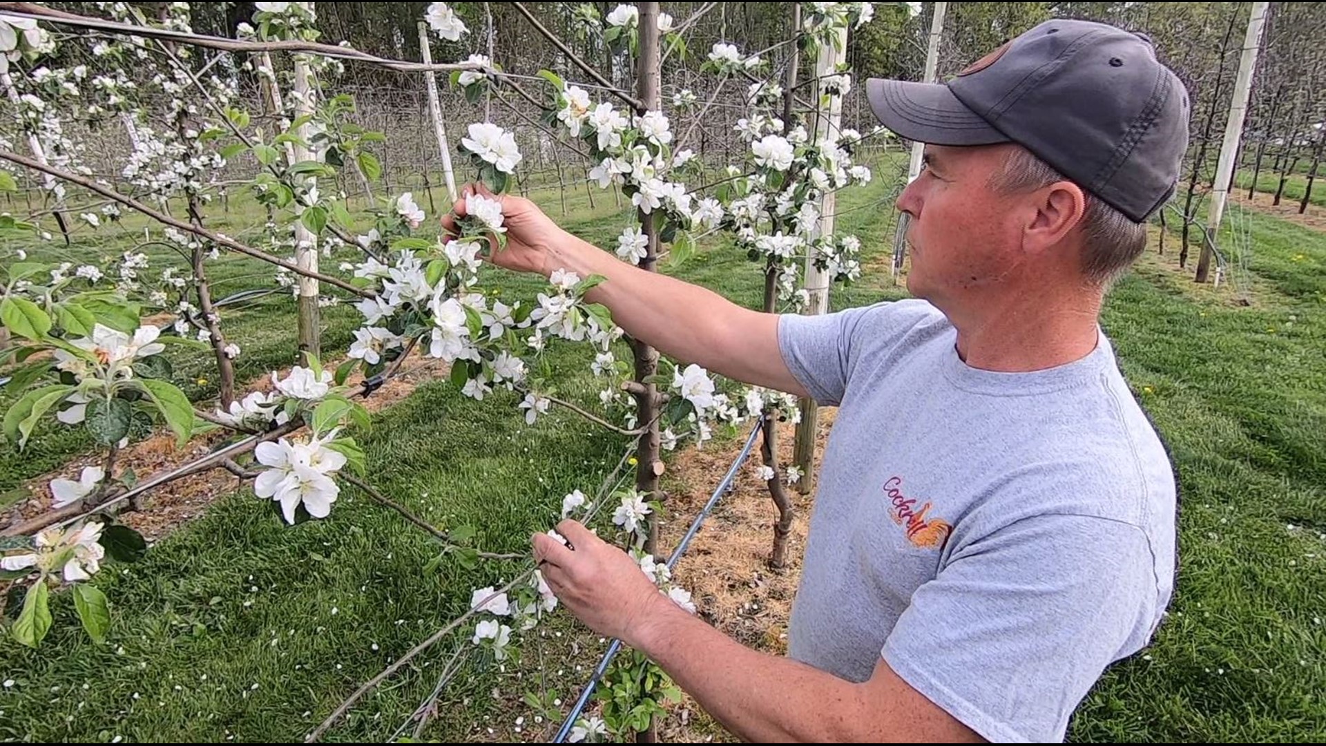 Puyallup hard cider makers find fruitful ways to spend their retirement