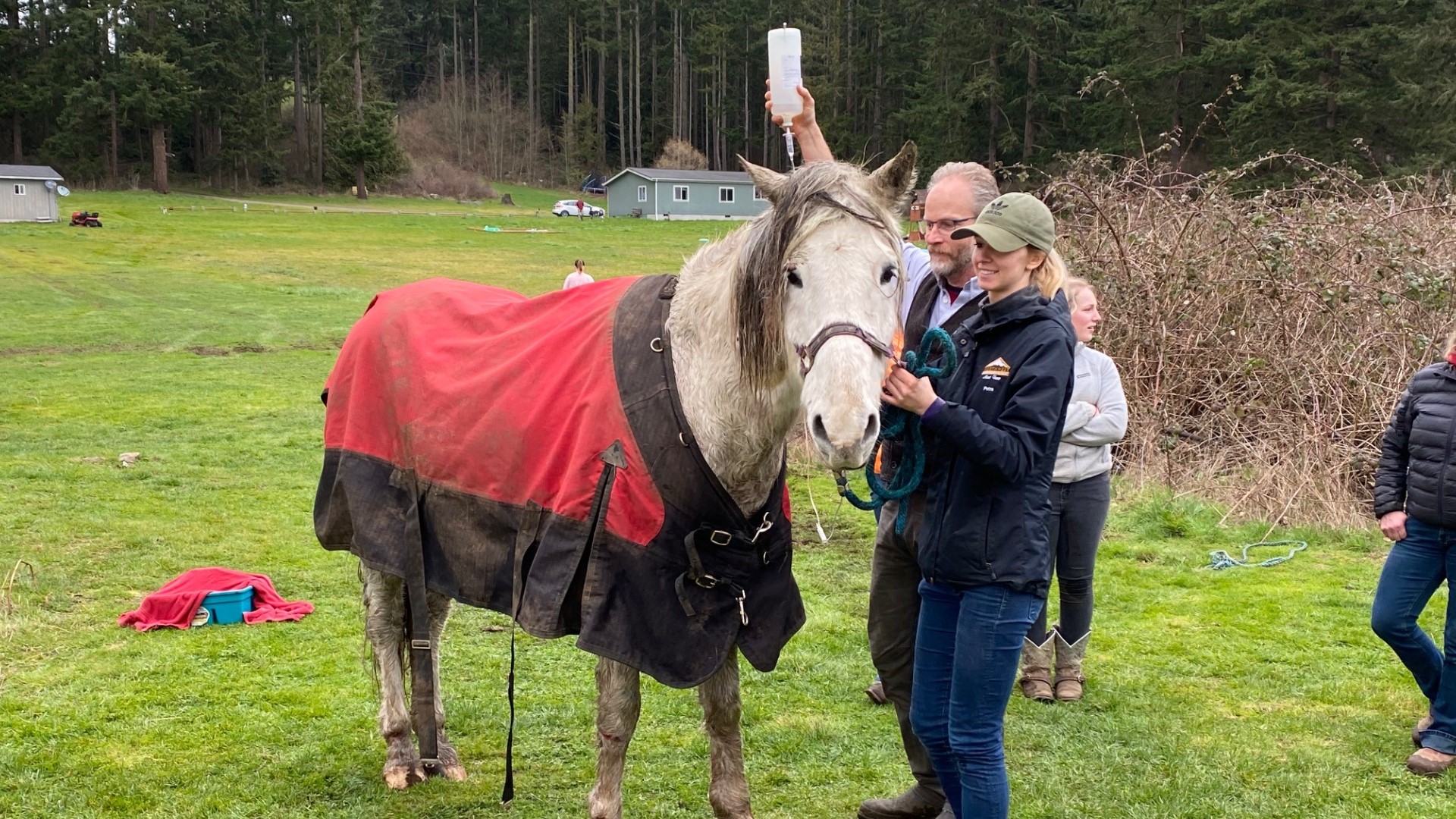 The 2,000-pound animal was saved by a team of rescue workers, veterinarians and neighbors.