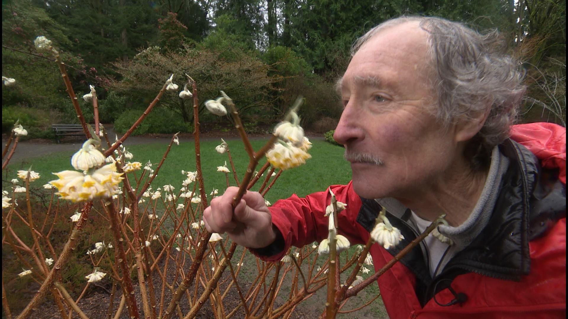Ciscoe Morris shares his favorite flowers for lighting up dreary day 🌾 #k5evening