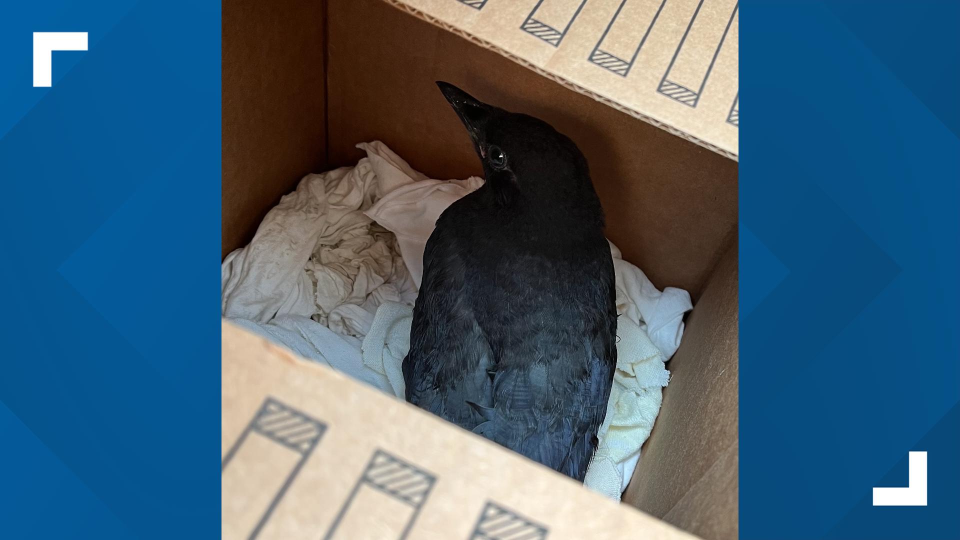 Community comes together to save crow stuck in tree at Tacoma's Point ...