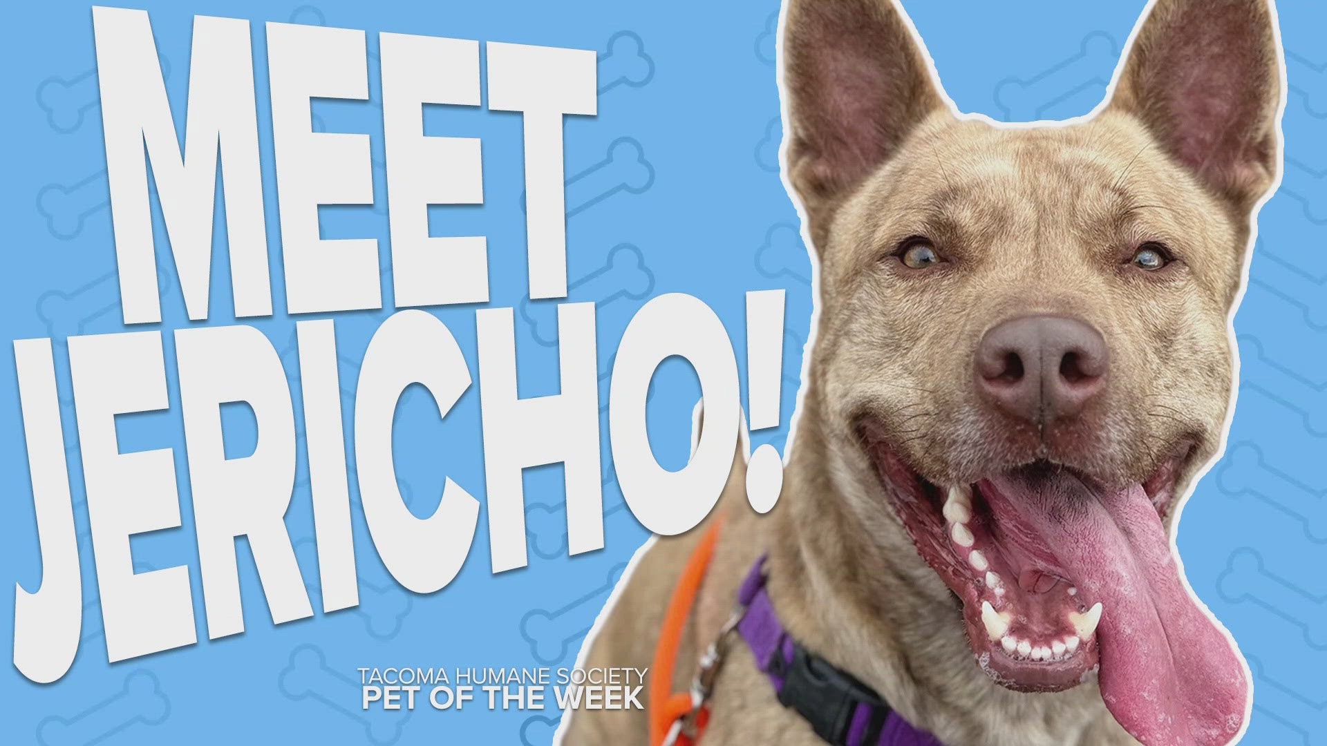 This week's featured adoptable pet is Jericho!