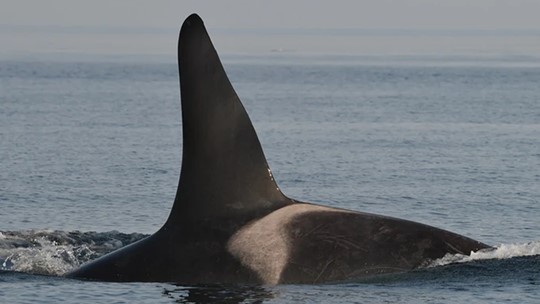 Southern Resident Orca Population Drops With 3 Deaths, 2 Births | King5.com